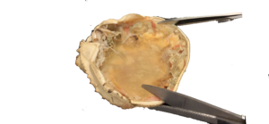 かにみそは脳みそじゃない その正体と美味しく食べる3つのポイント大公開 かにくる 蟹の通販おすすめ 比較 ランキングなら