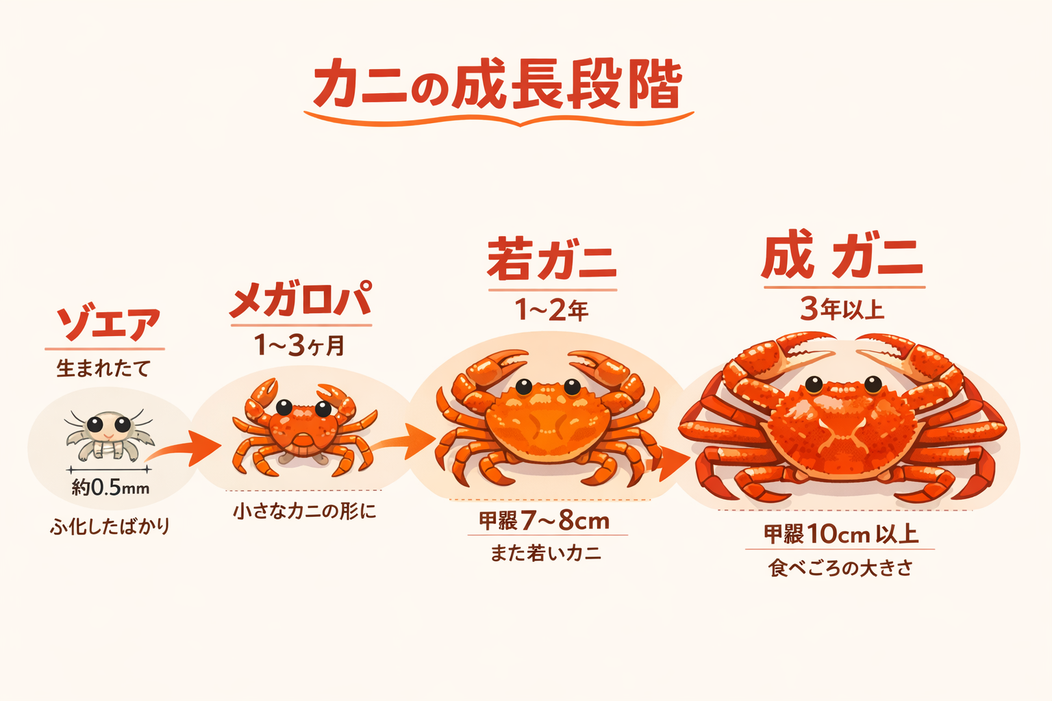 インフォグラフィック2