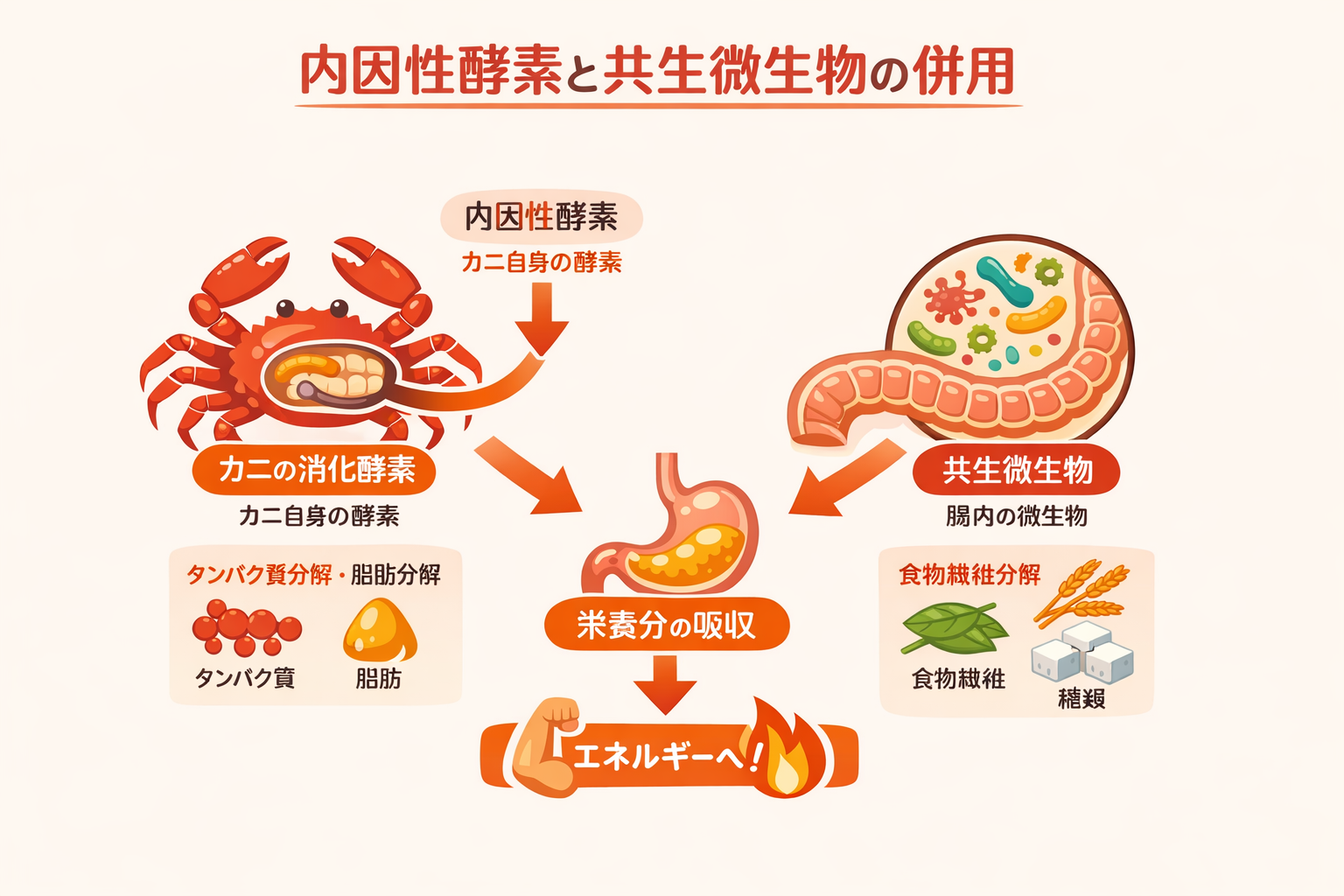インフォグラフィック2